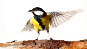 Die Vögel in Nachbars Garten