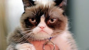 Landratsamt erlässt Katzen-Lockdown für Vogelschutz