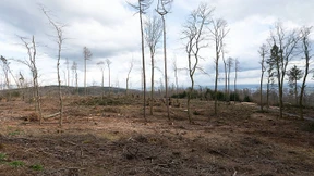 Wie das Coronavirus der Forstwirtschaft schadet