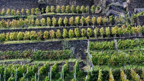 Steile Hänge, perfekter Wein