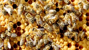 Statt Bienen-Nachwuchs nur eine braune Masse