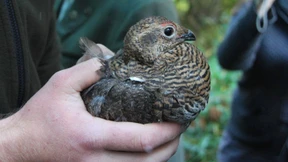 Zwergsumpfhuhn in Hessen zurück