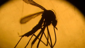 Florida erklärt Notstand in vier Counties