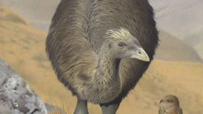 Eine Vorliebe für lila Pilze