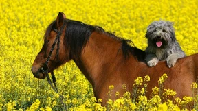 Viel Rasse, wenig Moral?