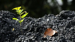 Honorarberatung ist noch ein zartes Pflänzchen