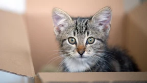 Schrödinger hätte Spaß