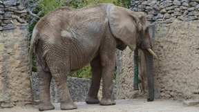 Die Letzte ihrer Art