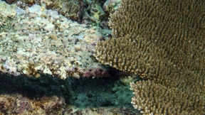 Korallenbleiche in Malaysia: Mehr als die Hälfte der Riffe betroffen