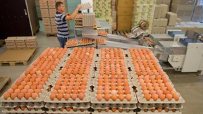 Deutschland blockiert Veröffentlichungen zum Eier-Skandal