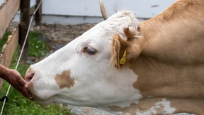 Lidl lässt Milchkühe gentechnikfrei füttern