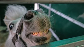 Auf vier Beinen auf der Flucht