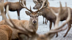 In den Fängen der letzten Eiszeit