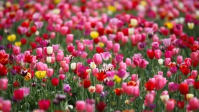 Bunte Boten des Frühlings