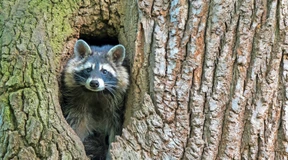 Waschbären dezimieren seltene Amphibien und Reptilien