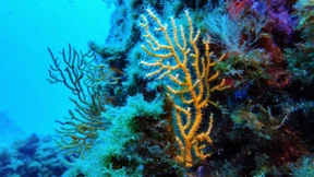 Korallenriffe könnten neue Medikamente liefern