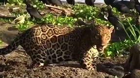 Jaguar am Strand auf Beutefang