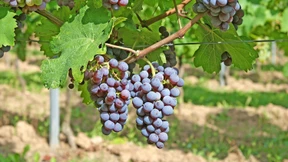 Roter Riesling findet wieder Anklang