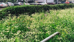 Blühende Wiesen am Straßenrand