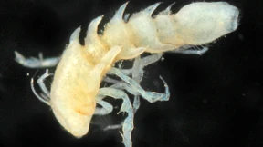 „Wir kennen fast nichts, was da unten lebt“