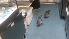 Pinguin-Paar macht Sushi-Bar unsicher