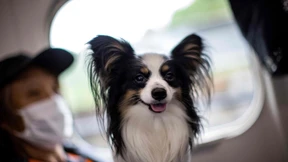 Hunde gehen auf Shinkansen-Sonderfahrt