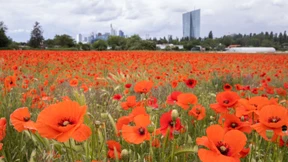 Das Ringen um die grüne Notenbank