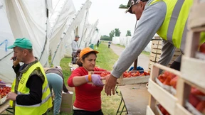 Deutschland gehen die Erntehelfer aus