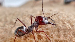 Auf der Erde leben geschätzt 20 Billiarden Ameisen