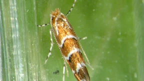 Fresser, Stinker und Blutsauger