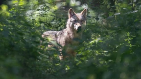 Lernen, mit dem Wolf zu leben