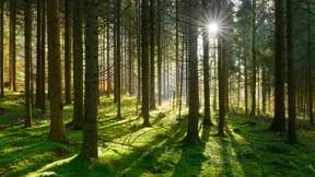 Können wir uns gesund denken?