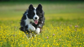 Wie Anleger von der wachsenden Tierliebe profitieren