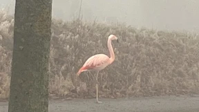 Wilder Flamingo bei Ulm aufgetaucht