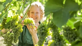 Phantomjagd in den Weinbergen