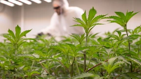 „Ein richtiges Scheißgesetz“ – Dobrindt kritisiert Cannabis-Legalisierung