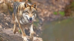Wie man sich bei der Begegnung mit einem Wolf richtig verhält