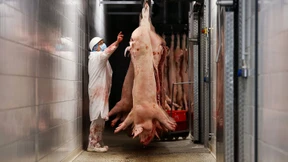 Ständig lockt das Fleisch