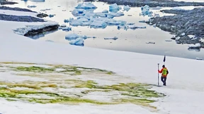 Grüne Flecken in der Antarktis