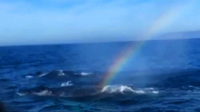 Buckelwale pusten Regenbogen