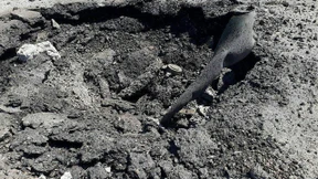 UN-Bericht: Syrien für Giftgas-Angriff verantwortlich