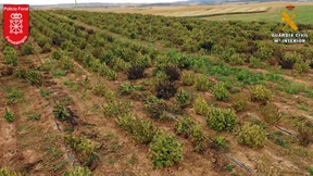 Größte illegale Hanfplantage Europas wurde vernichtet