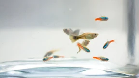 Neonfische für Deutschland