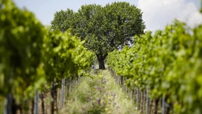 Lieber egalitär als elitär