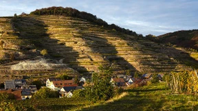 Das Geheimnis eines guten Weins