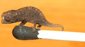 Von Zwergen und Giganten