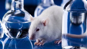 Auf einmal Laborratte