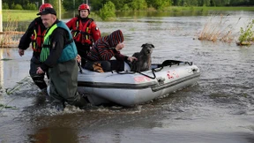 Die große Hunde-Evakuierung