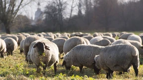 Wie schlau ist die Herde?