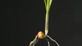 Die grünen Index-Zwillinge